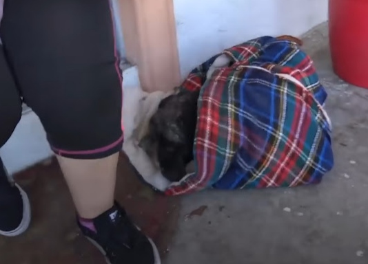 Eventually, the once-sickly puppy was nu...