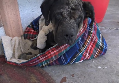 To their relief, the next morning, the d...