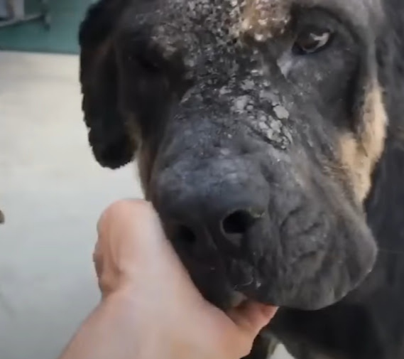 Extra image from article