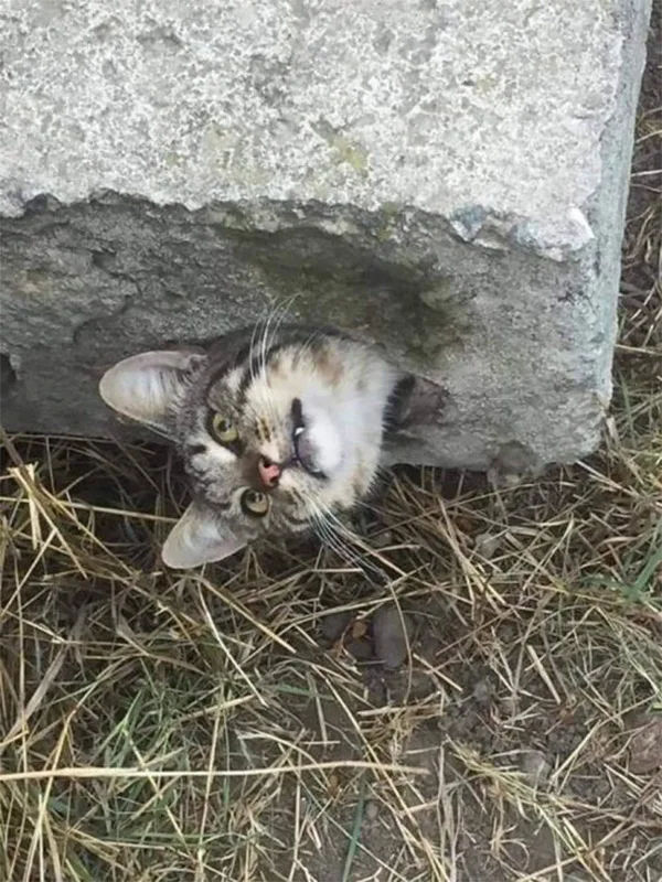 In one recent incident, a cat found itse...