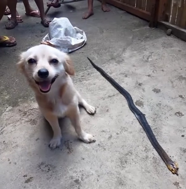 Extra image from article