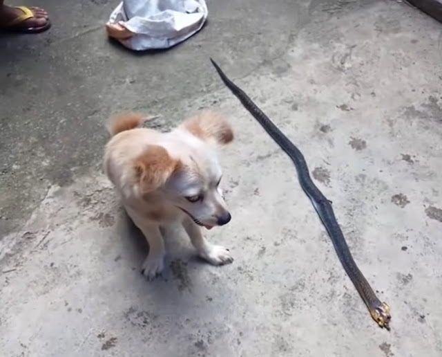 The poignant imagery of her final moment...