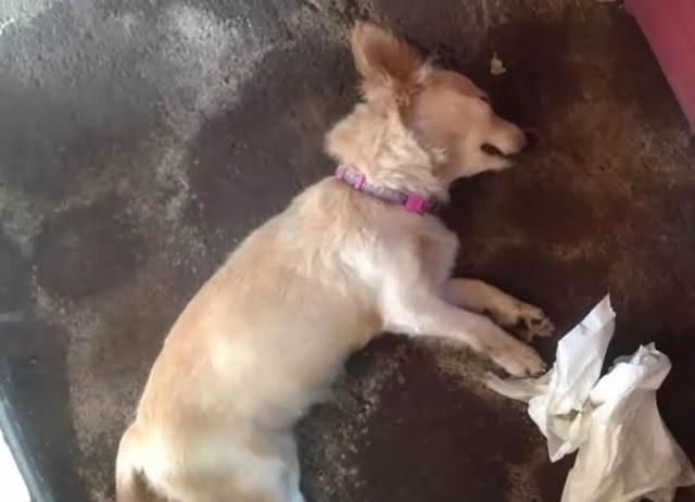 Extra image from article