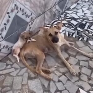 This heartwarming story of rescue and re...