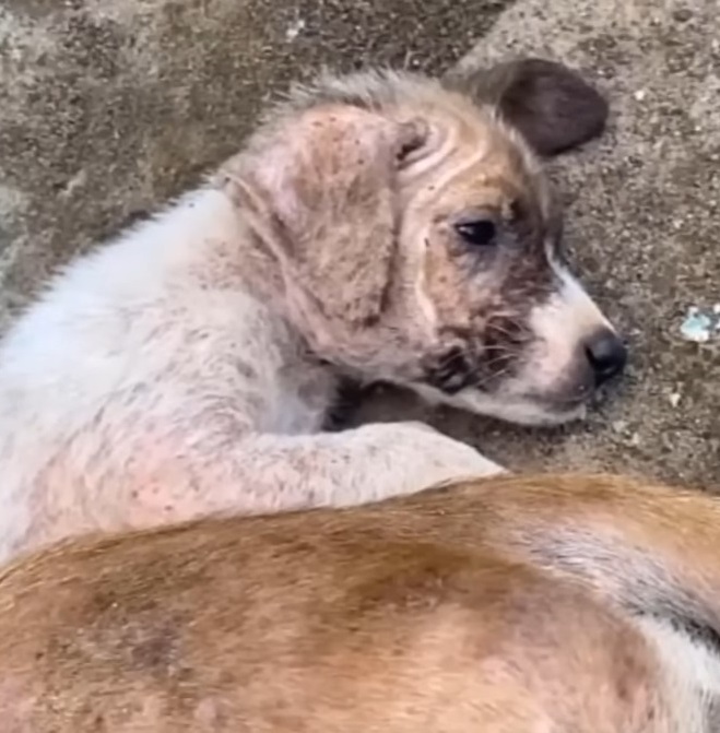 The team was amazed at how rapidly the p...