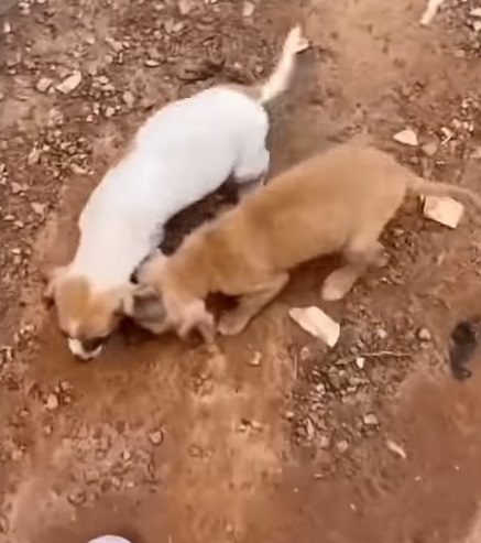 Extra image from article