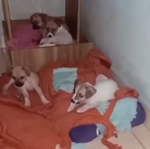 Extra image from article