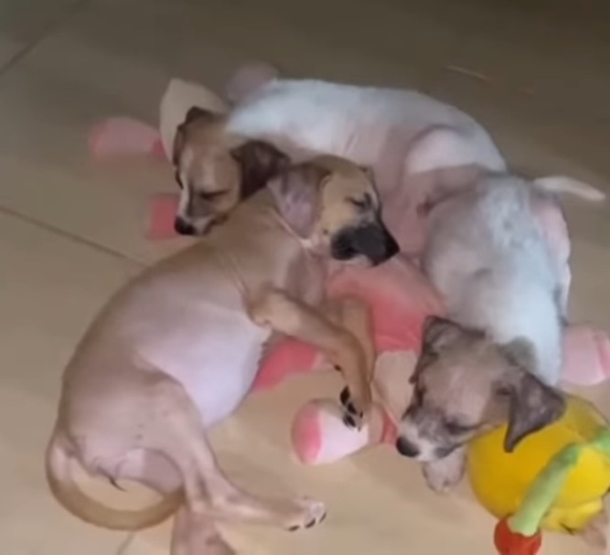 Extra image from article