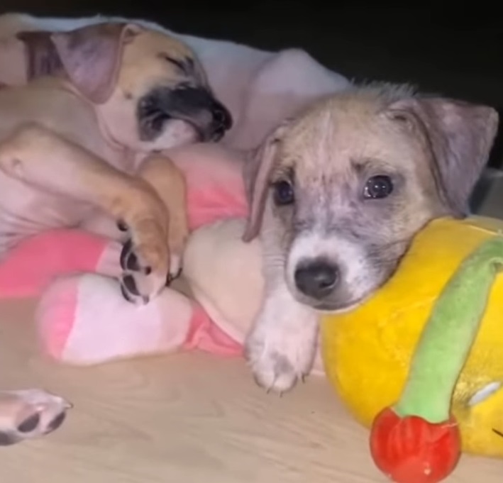 Extra image from article