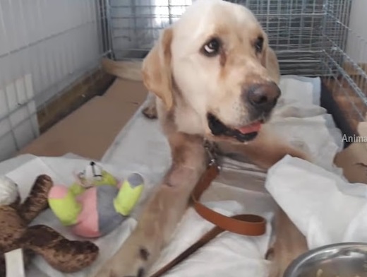 The shelter expressed their gratitude to...