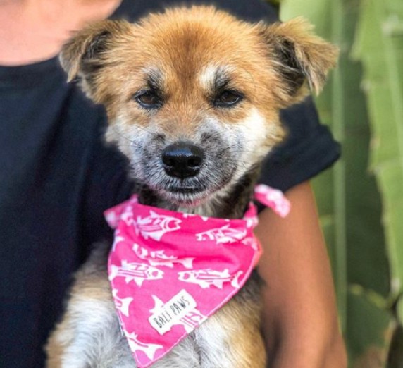 This preparation paid off when Bali Paws...