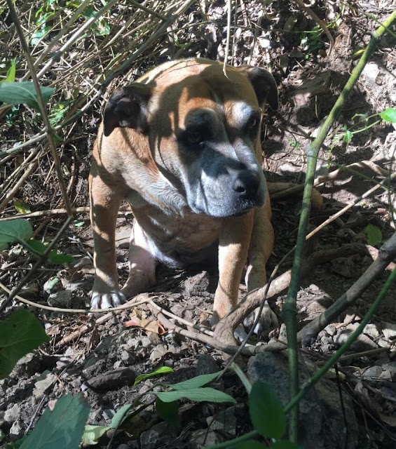 Once they were home, the hikers posted a...