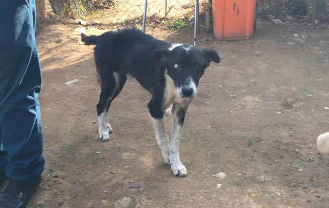 Being abandoned can be especially tough ...