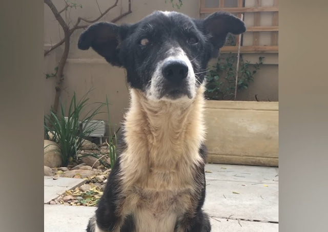 Their dedication paid off when Victor wa...