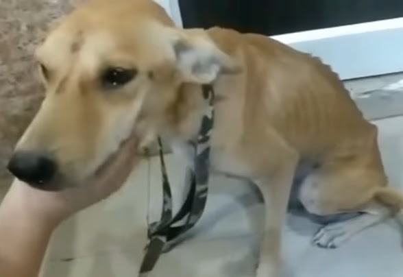 Extra image from article