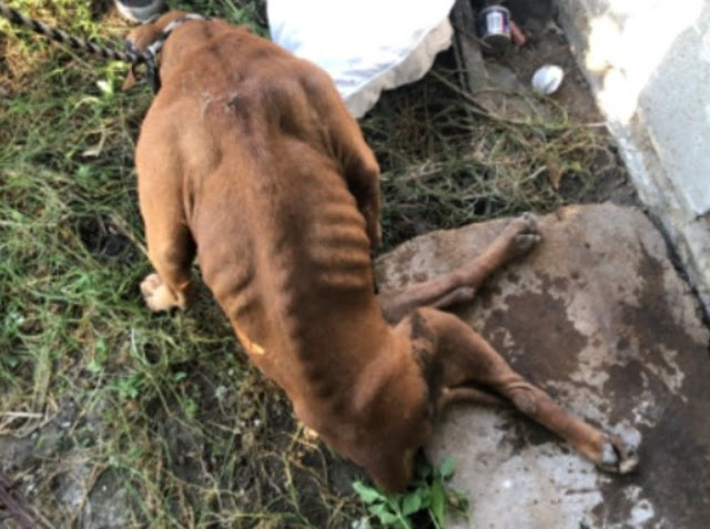 Extra image from article