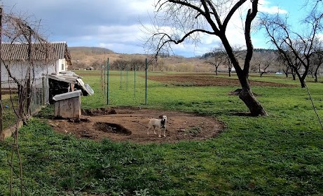 In the aftermath of the invasion, numero...