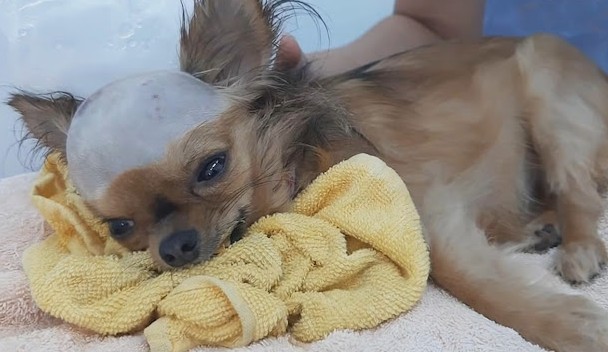 The puppy's life hung in the balance, wi...