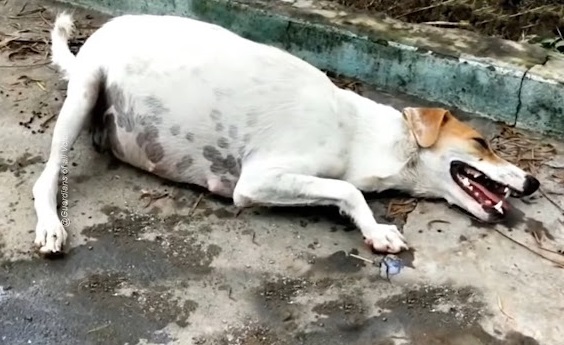 The team acted swiftly, knowing that tim...