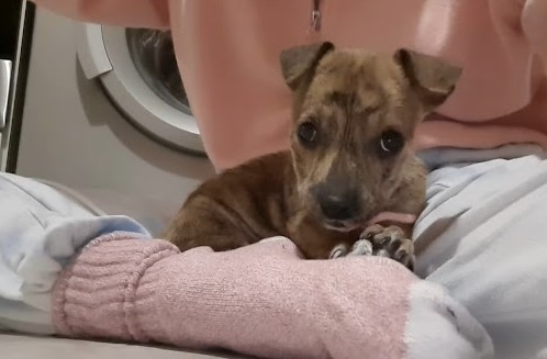 Extra image from article