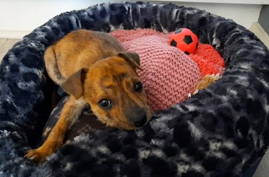 Extra image from article