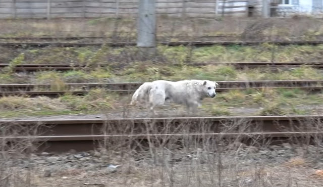 The team quickly took the dog to a veter...