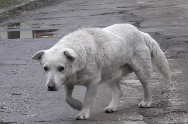 It appears that the dog, named Bobi, had...