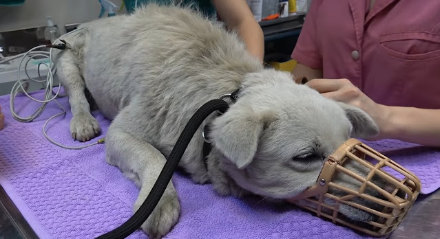 Now, fully vaccinated and neutered, Bobi...