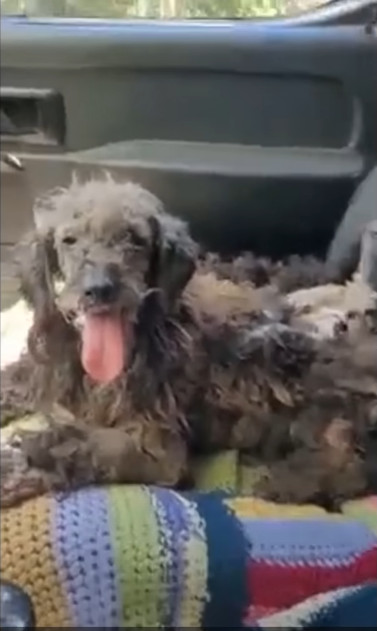 The dedication of those who chose to ste...