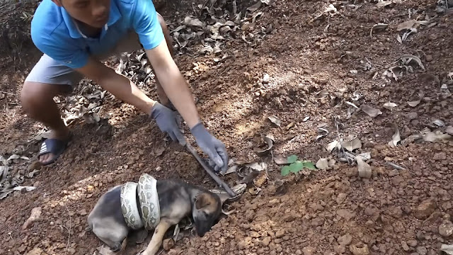 Despite the odds, the rescuer managed to...