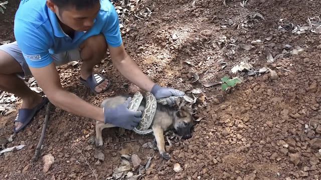 This extraordinary rescue highlights the...