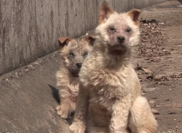 Extra image from article