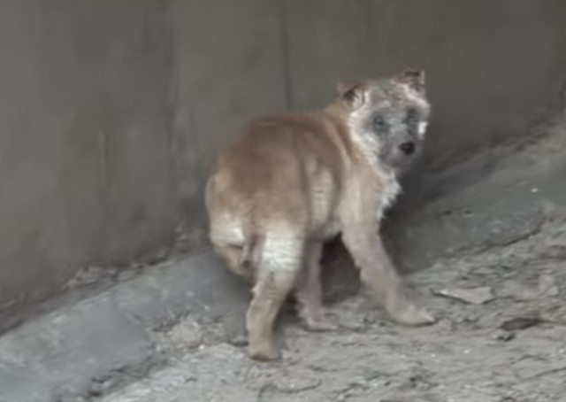 Extra image from article