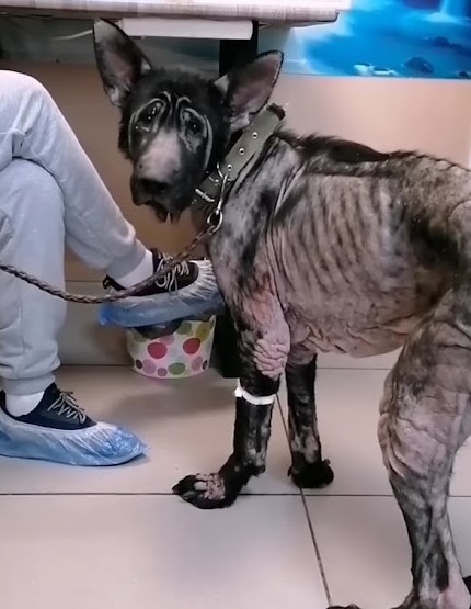The next day’s ultrasound revealed Baika...