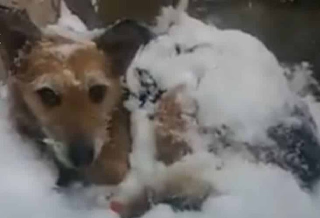 Nicknamed Snow White for her icy ordeal,...