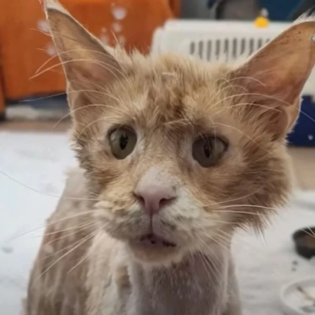 Throughout his time at the rescue, Josie...