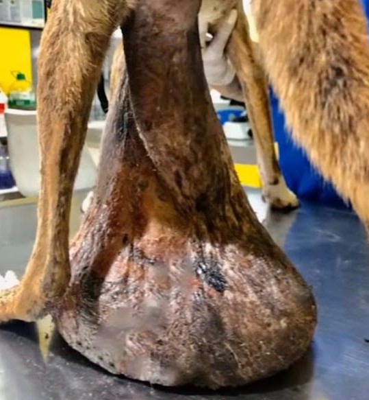 Remarkably, just a week later, Hope show...