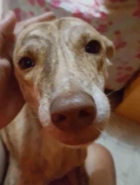 Extra image from article