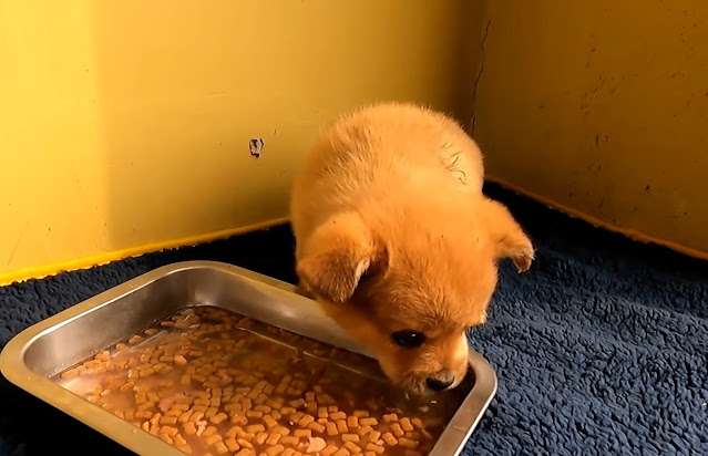 Extra image from article