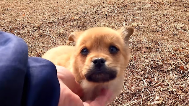 Extra image from article