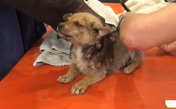 Extra image from article