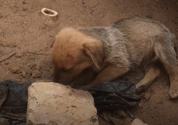 Gunnar's new owner ensured he received t...