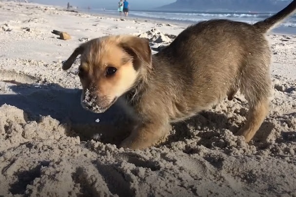 Extra image from article