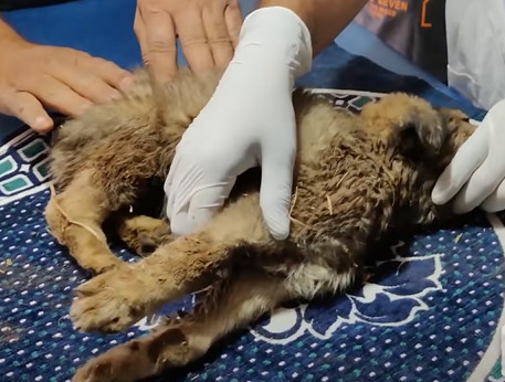 Extra image from article