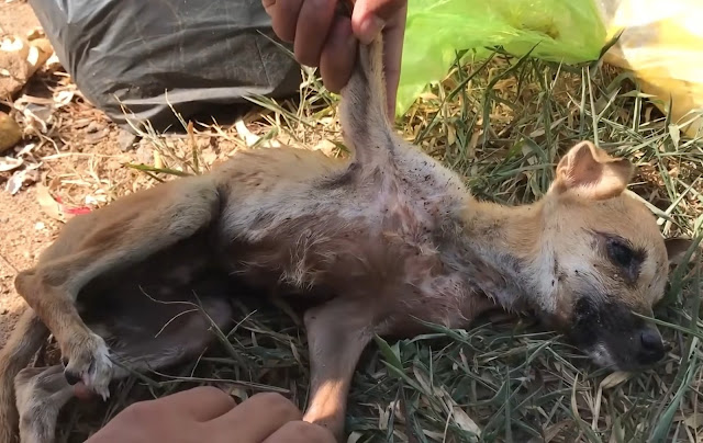 In spite of her frail condition, the pup...
