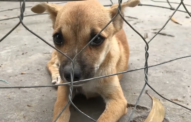 Extra image from article