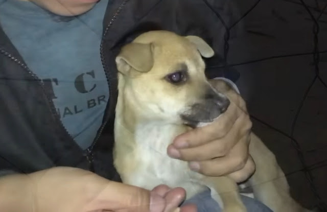 Extra image from article