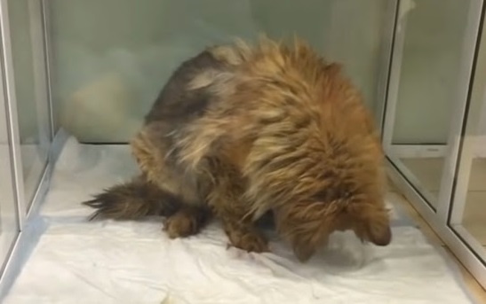 Asya's recovery was remarkable. She took...