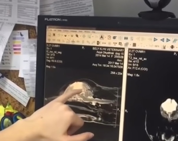 Extra image from article