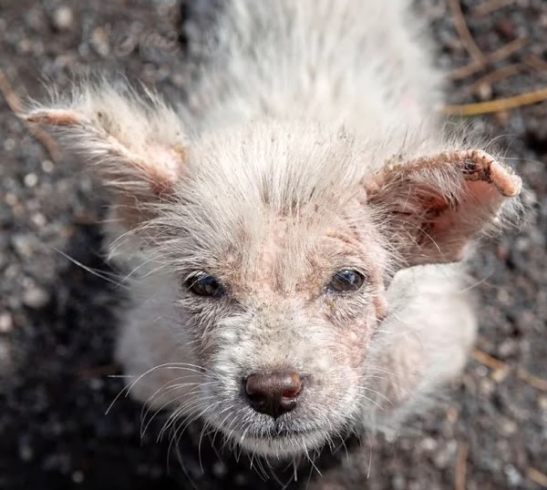 A woman who found the puppies recalled, ...